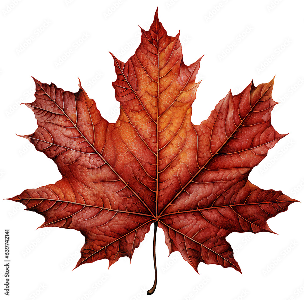 Obraz premium A maple leaf isolated on transparent background.