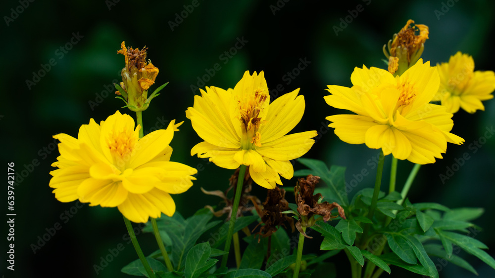 Marigolds or Cosmos flowers, Yellow flowers blooming on the tree, three beautiful flowers. Background of dark tone in the garden. Marigolds or Cosmos flowers, Yellow flowers blooming on the tree, three beautiful flowers. Background of dark tone in the garden.