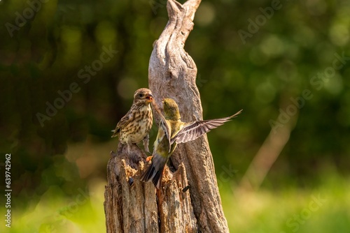 Goldfinch flies into a Purple Finch