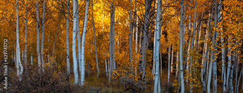 Panoramic view of bright color autumn trees in Utah.