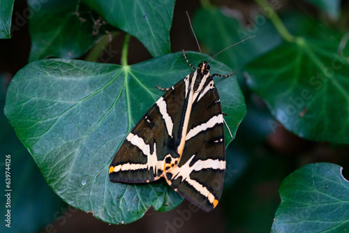 Jersey Tiger Euplagia quadripunctaria photo