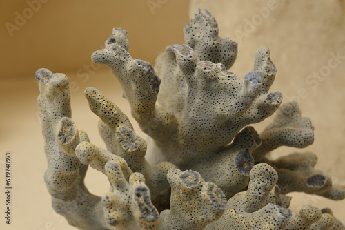 Fototapeta Naklejka Na Ścianę i Meble -  The fossil coral forms through hardened deposits left by silica-rich waters.