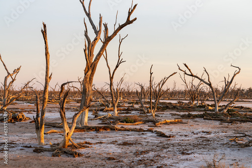 Salinity affected lake and dead trees