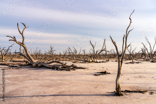 Salinity affected lake and dead trees