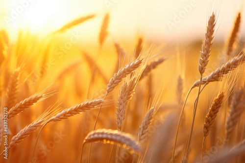 Golden wheat field, ears of golden wheat close up with sunset landscape, Generatie AI