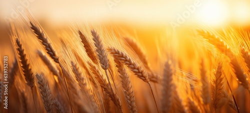Golden wheat field  ears of golden wheat close up with sunset landscape  Generatie AI