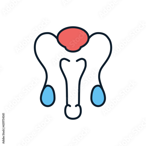 Male Reproductive System Related Vector Line Icon. Isolated on White Background. Editable Stroke