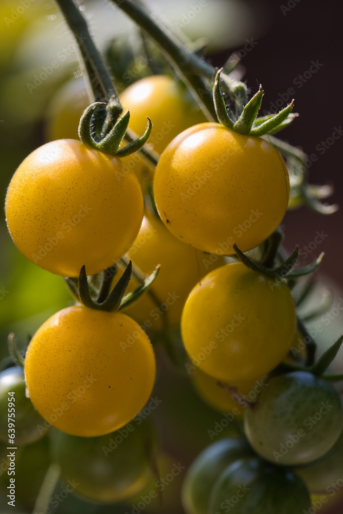 Bunch of yellow cherry tomatoes growing in the garden in Puyallup, Washington.