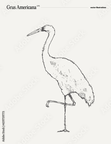 Grus Americana bird realistic hand drawn, sketch