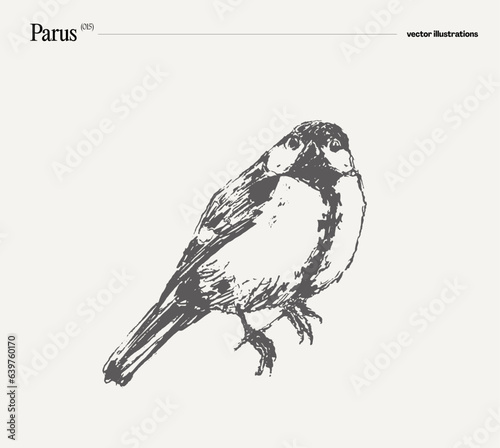 Parus bird realistic hand drawn, sketch