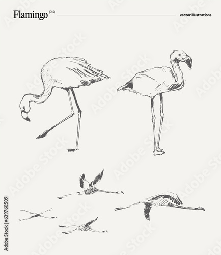 Flamingo realistic vector illustration, sketch
