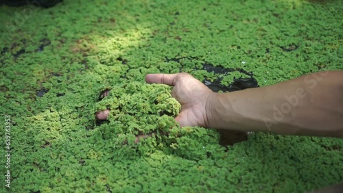 The right hand holding azolla microphylla or azolla pinnata from the pool photo