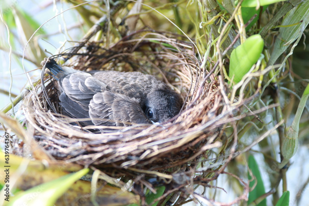 There are newly hatched birds. they are very cute and adorable. when they are left by their mother to go looking for food, they can't wait to eat. There are newly hatched birds. they are very cute and adorable. when they are left by their mother to go looking for food, they can't wait to eat.