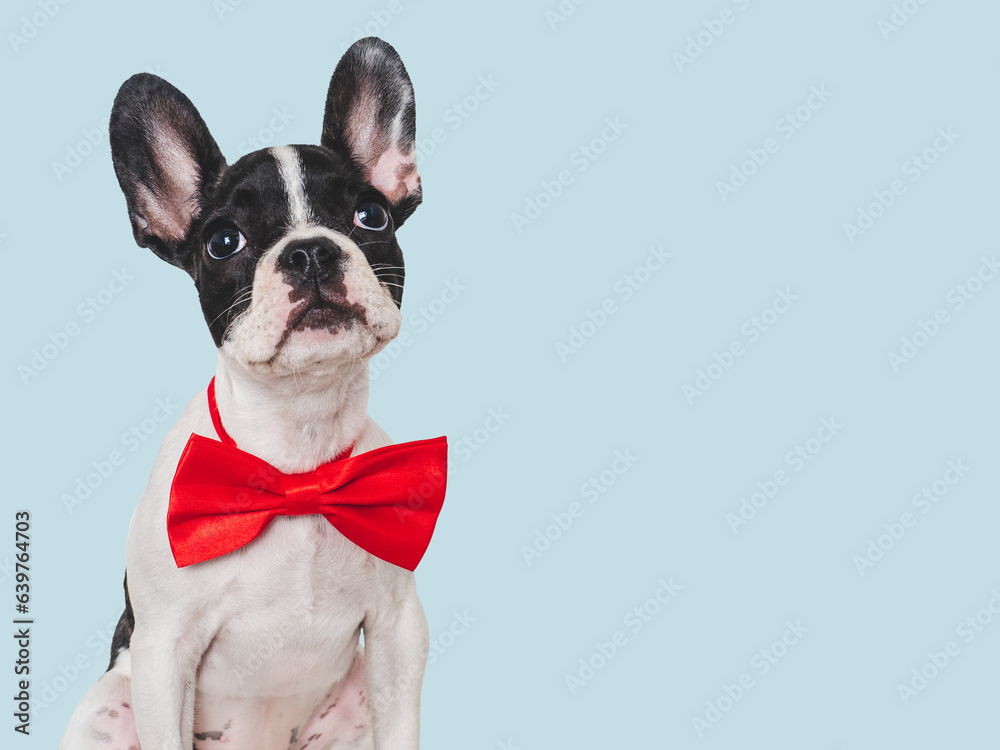 Cute puppy and bright bow tie. Close-up, indoors. Concept of beauty and fashion. Studio photo, isolated background. Pets care