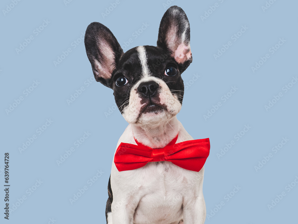 Cute puppy and bright bow tie. Close-up, indoors. Concept of beauty and fashion. Studio photo, isolated background. Pets care