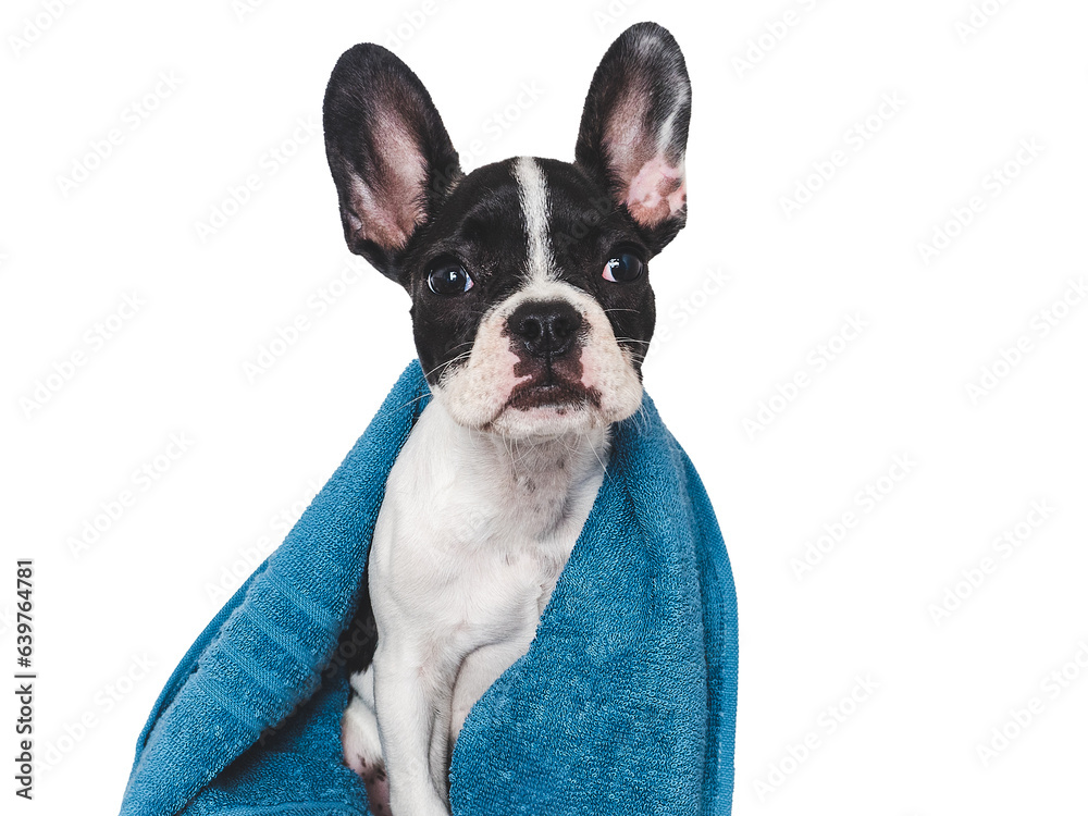 Fototapeta premium Cute brown puppy and blue towel. Close-up, indoors. Studio photo, isolated background. Concept of care, education, obedience training and raising pets