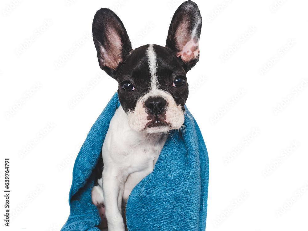 Cute brown puppy and blue towel. Close-up, indoors. Studio photo, isolated background. Concept of care, education, obedience training and raising pets