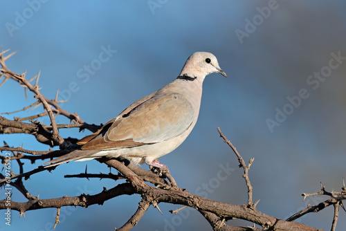 A Cape turtle dove (Streptopelia capicola) perched on a branch, South Africa.