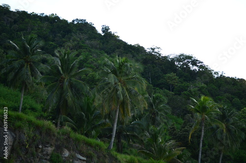 nature green natural tree landscape outdoor background beautiful mountain forest summer sky tropical travel environment view trees plant tourism blue park scenic hill water 