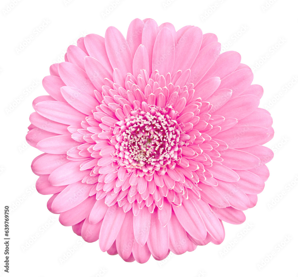 Pink gerbera flower isolated on transparent background
