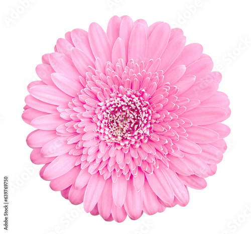 Pink gerbera flower isolated on transparent background