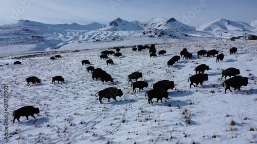 A herd of american bison during winter season in Utah with mountains at distance