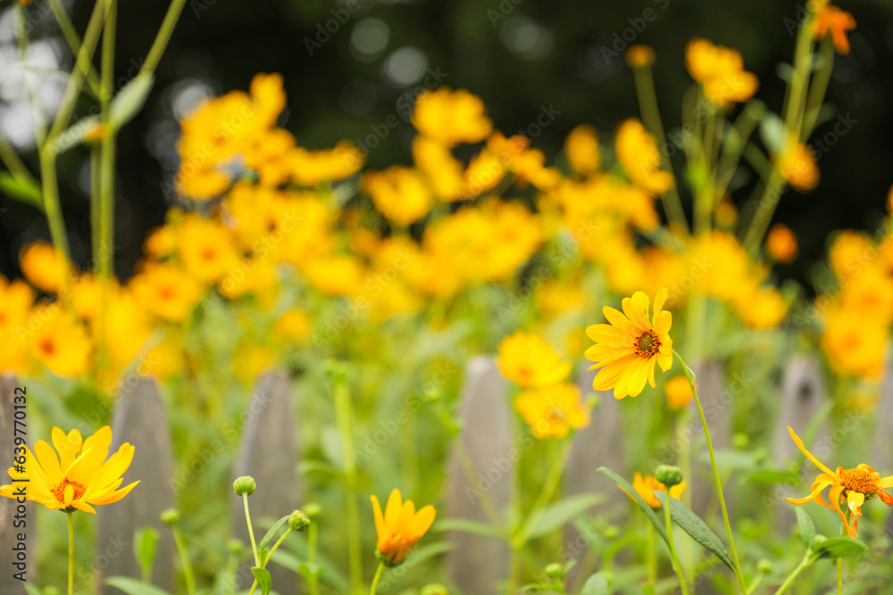 Fototapeta premium spring flower blooms symbolize renewal, growth, and fleeting beauty in nature's cycle. Flowers burst forth, embodying hope and rejuvenation