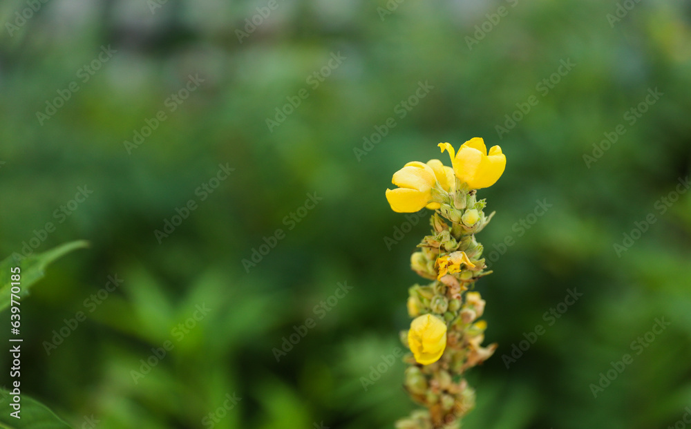 spring flower blooms symbolize renewal, growth, and fleeting beauty in nature's cycle. Flowers burst forth, embodying hope and rejuvenation spring flower blooms symbolize renewal, growth, and fleeting beauty in nature's cycle. Flowers burst forth, embodying hope and rejuvenation