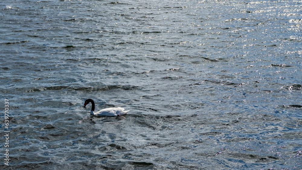 A lonely black-necked swan Cygnus melancoryphus swims on a blue lake. The neck is elegantly curved. Ripples, the glare of the sun on the water. Argentina. El Calafate. Lago Argentino. A lonely black-necked swan Cygnus melancoryphus swims on a blue lake. The neck is elegantly curved. Ripples, the glare of the sun on the water. Argentina. El Calafate. Lago Argentino.