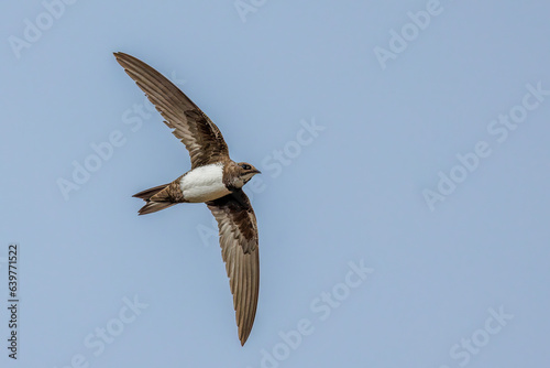 Canvas Print Alpensegler (Tachymarptis melba)