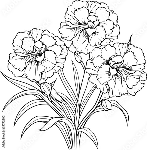 Carnation