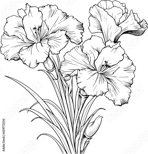 Carnation