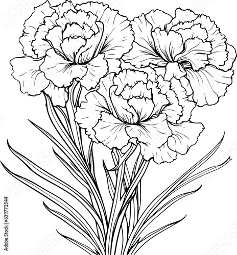Carnation