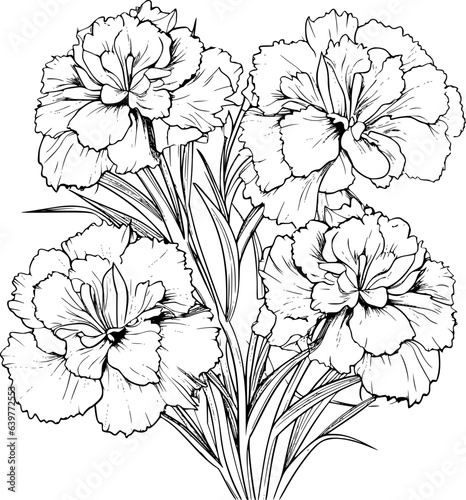 Carnation