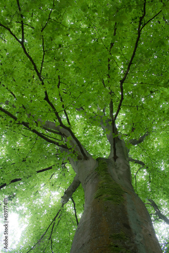 an old tree with green foliage rising towards the light
