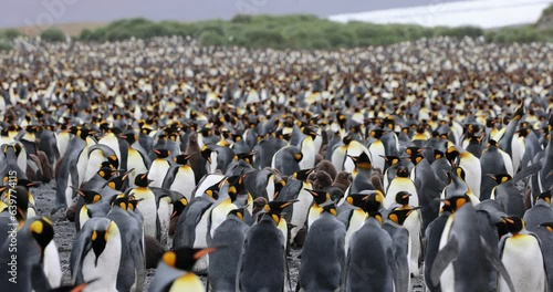 4K King Penguins Colony in South Georgia