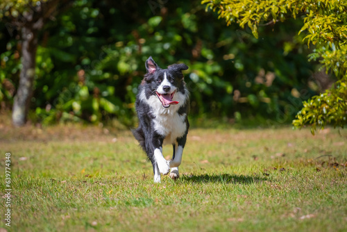 Border Collie puppy running on the grass
