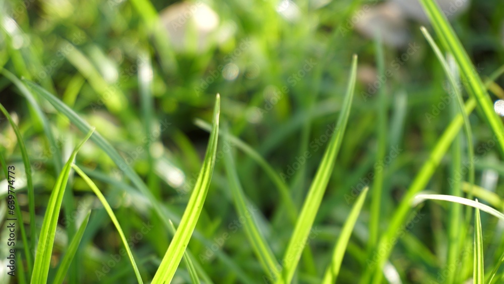 The lawn, the green grass, the leaves fluttered in the breeze. The lawn, the green grass, the leaves fluttered in the breeze.