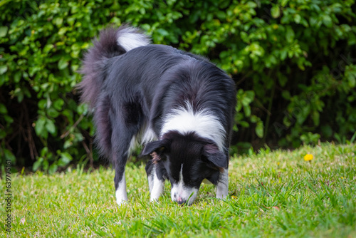 Border Collie puppy walking and sniffing the grass