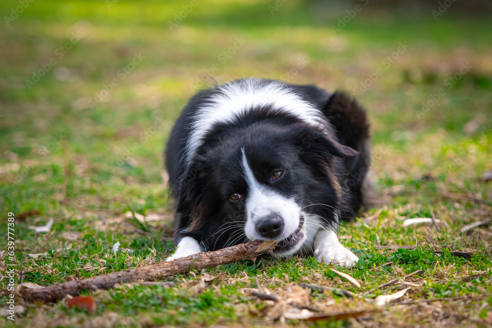 Border Collie puppy lying on the grass and chewing a stick