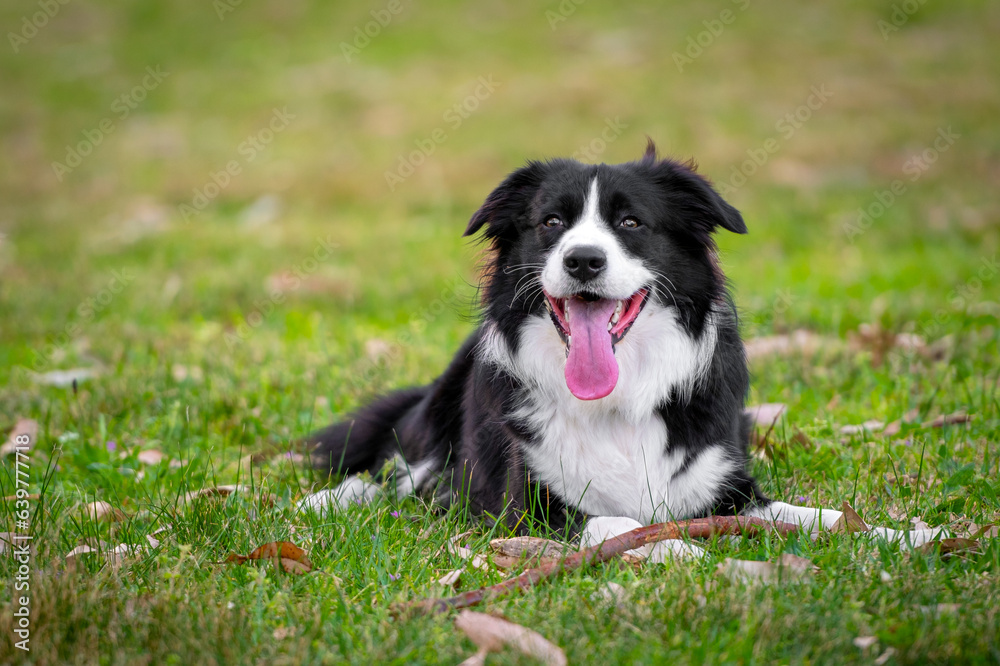 Portrait of a beautiful Border Collie puppy lying on the grass
