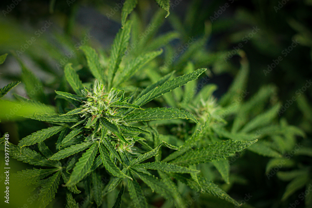 legal cannabis plants medical marijuana Outdoor plants grow with artificial and organic lighting. legal cannabis plants medical marijuana Outdoor plants grow with artificial and organic lighting.