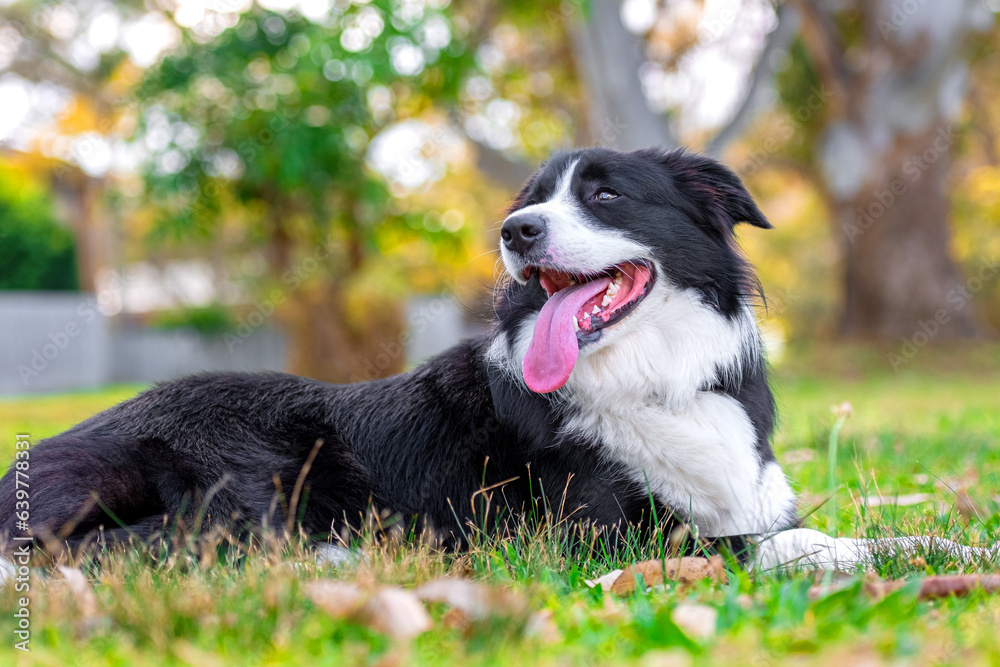 Portrait of a beautiful Border Collie puppy lying on the grass