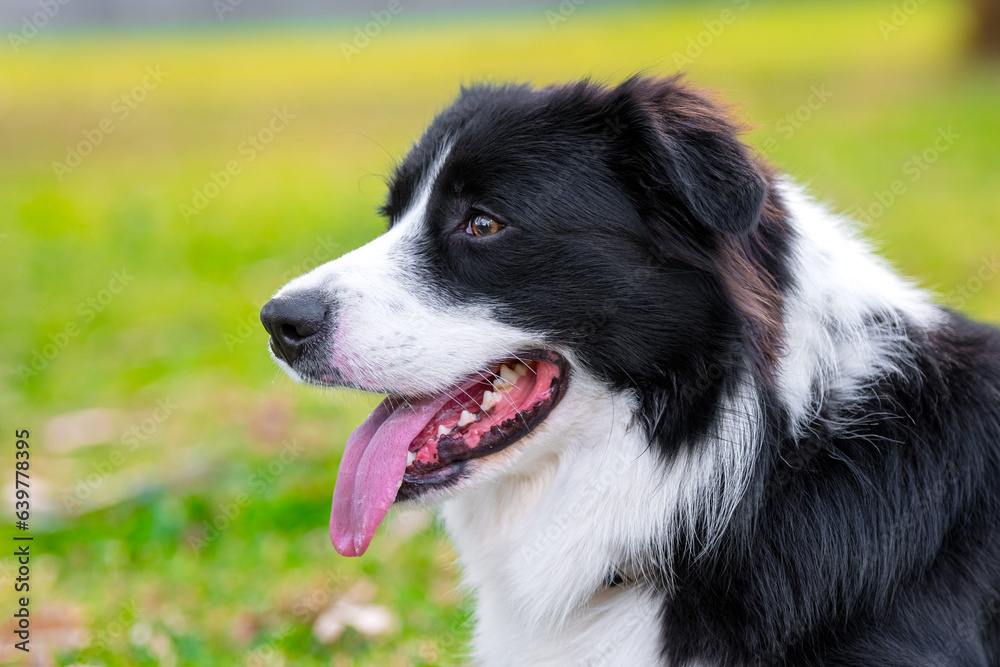 Portrait of a beautiful Border Collie puppy lying on the grass Portrait of a beautiful Border Collie puppy lying on the grass