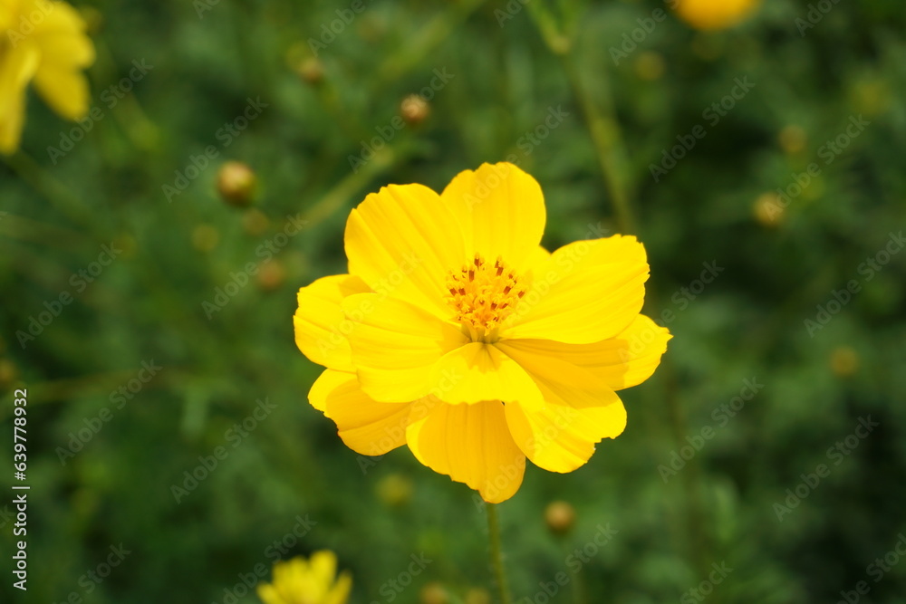 close up yellow Cosmos caudatus Kunth flower close up yellow Cosmos caudatus Kunth flower