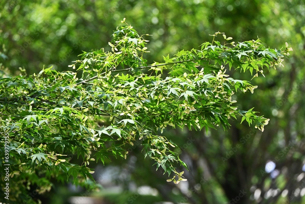 Japanese maple (Acer palmatum) key fruits. After flowering in early