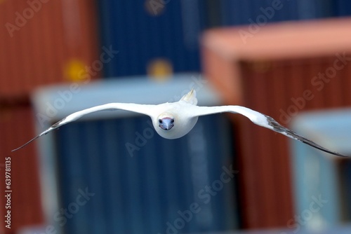 close up of a sea bird in China Sea with blurred containers on the bacground