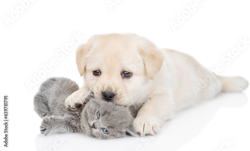 Friendly Golden Retriever puppy embraces and sniffs tiny gray kitten. isolated on white background