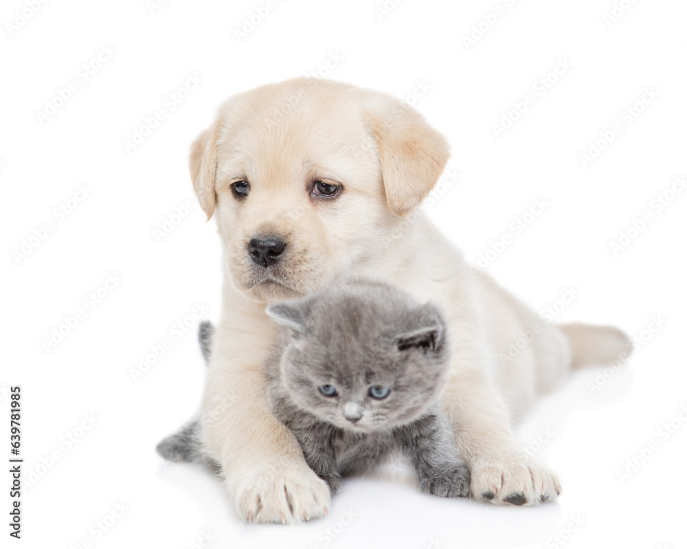 Friendly Golden Retriever puppy embraces a tiny gray kitten. isolated on white background