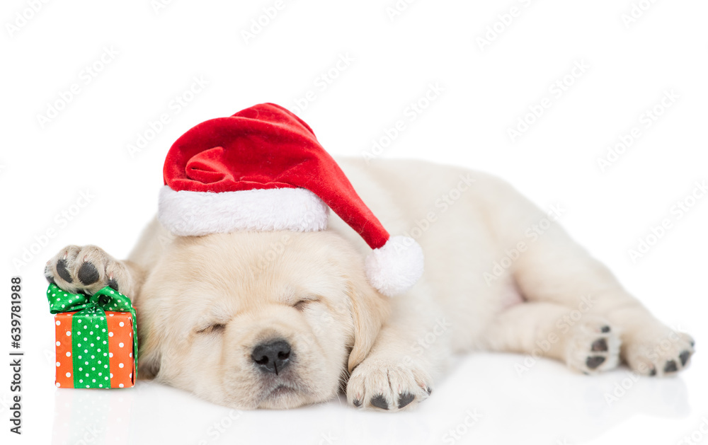 Golden retriever puppy wearing  red christmas hat sleeps. isolated on white background